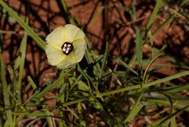 Image result for Merremia palmata