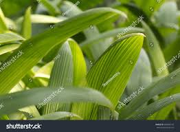 Image result for Hypoxidaceae