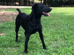 Find lab puppies in canada | visit kijiji classifieds to buy, sell, or trade almost anything! Black Labrador Retriever For Sale Chocolate Lab Hunting Puppies For Sale Bailiwick Retrievers