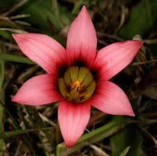 Image result for Romulea