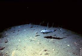 Deep Ocean Life The Deep Sea Ocean Biology Marine Life Sea Creatures Marine Bottom Of The Ocean Deep Ocean Inspiration