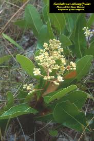 Image result for Oncocalyx bolusii