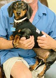 Mini dachshund puppies that we have available. Dachshund Dog For Adoption In Sanford North Carolina Troy Not Available For Viewing Yet In Sanfor Dog Adoption Dachshund Adoption Rescue Dogs For Adoption