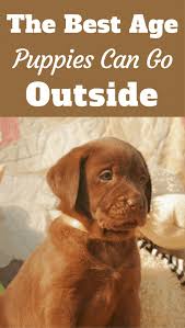 Maybe you would like to learn more about one of these? What Age To Take Your Dog Out To Socialize When Can I Take My Puppy Outside