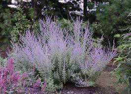 Russian sage is a perennial with an exceptionally long season of interest. Perovskia Atriplicifolia Little Spire Stonehouse Nursery