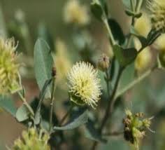 Image result for Strephonema mannii