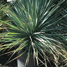 Image result for Sphaeranthus chandleri