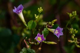 Image result for Ipomoea parasitica