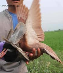 Maybe you would like to learn more about one of these? Perawatan Merpati Giring Keras Agar Tidak Kendor Dunia Hobi