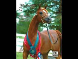 موسى حافظ لا تذكر Youtube