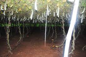 Plant a bitter gourd seed to get a lifetime's supply! Horticulture Vegetables Bitter Gourd