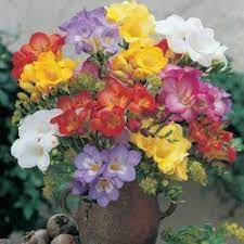 Mixed Freesia Fragrant Flowers Fragrant Plant Indoor Flowering Plants
