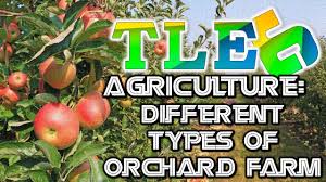 Tle 6 Ag Different Types Of Orchard Farm Video Lessons Orchard This Or That Questions