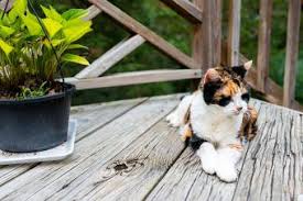 Are Manx Cats Rare? Meet The Manx | Aspca Pet Health Insurance