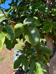 Alright all my fruit ninjas, ID please