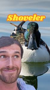 Let's learn some more ducks 🦆 #WhoTheDuckIsThat Number 3