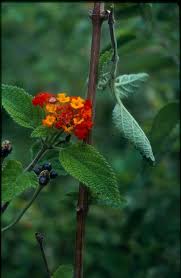 Image result for Lantana moldenkei