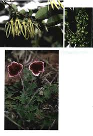 Image result for Pavetta vanwykiana