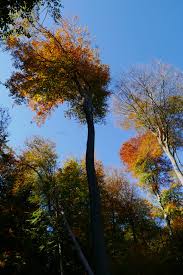 Autumn Colours Billtal Taunus 2018 Baum