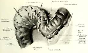 The aetiology and management of sigmoid volvulus in the uk: Http Semmelweis Hu Anatomia Files 2018 01 Colon Rt Pdf