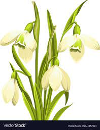 Beautiful White Snowdrop Flowers For Spring Design Vector Illustration Download A Free Preview Or High Quality Adobe Illus Flowers Vector Illustration Vector
