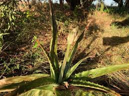 Image result for Macledium humilis