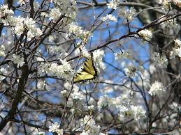 Check spelling or type a new query. Yellow And Black Butterfly Spring Beauty Dogwood Blossoms Blooms Blue Sky White Flowers Dogwood Tree Nature Rebirth Pikist