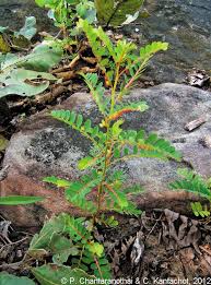 Image result for Phyllanthus beillei