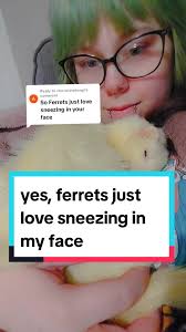 Replying to @chocolatefungi evidently yes... yes my ferrets indeed love to  sneeze right in my face! mostly bilbo and peppa #ferretsoftiktok #ferrets  #ferret #noodleducation