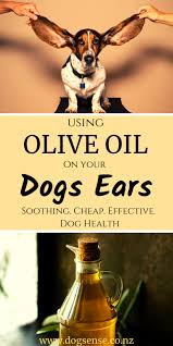 Let's look at some of the effects: Is Olive Oil Good For Dog S Ears Obvious Things Your Vet Won T Share