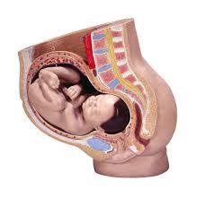 La dilatazione della cervice uterina, che avviene nella prima fase del travaglio, rende possibile il passaggio del bambino nel canale del parto. I Sintomi Del Travaglio Come Capire Quando Inizia E Come Comportarsi