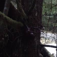 The Pacific Northwest Tree Octopus Sightings