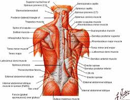 Maybe you would like to learn more about one of these? Lower Back Muscles Anatomy Back Muscles Muscle Anatomy