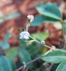 Image result for Teramnus repens