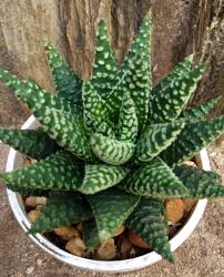 Who had the pelargonium plants on display. Haworthia Little Circles Succulent Gardening Planting Succulents Cacti And Succulents
