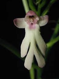 Image result for Cynorkis symoensii