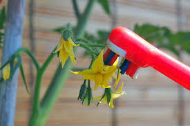 Cucumber trellises, pea trellises, bean trellises How To Pollinate Tomatoes By Hand Gardener S Path