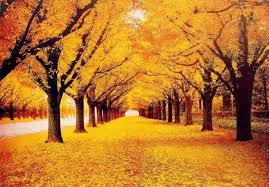 Find & download free graphic resources for scenery background. Beautiful Scenery Wallpapers Hd Pictures Scenery Pictures Beautiful Scenery Wallpaper Scenery Wallpaper