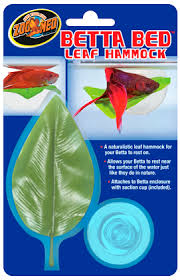 In this video i show you what products, tanks, filters, gravel, decorations, etc. Betta Fish Bed Leaf Hammock Tailsnteeth