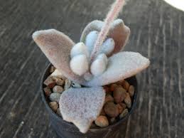 Kalanchoe Eriophylla Planting Succulents Cacti And Succulents Cactus And Succulents