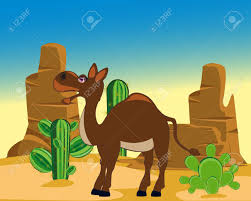 How are camels capable of eating a cactus? The Cartoon Animal Camel In Desert With Cactus Royalty Free Cliparts Vectors And Stock Illustration Image 61376897
