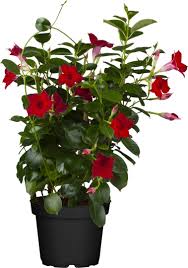 Image result for dipladenie sanderi obrázek