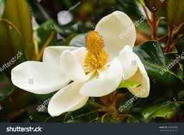 Image result for ficus elastica flower