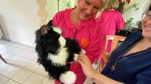 Saint-Nicolas : un chat interactif, nouveau résident à l'Ehpad, pour lutter  contre l'anxiété et permettre le lien social