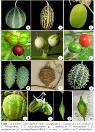 Image result for Cucumis