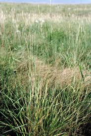 Image result for Eriochloa