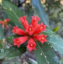 Image result for Burchellia