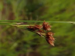 Image result for Rhynchospora rugosa