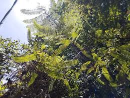 Image result for Dicranopteris elegantula