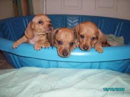 Please consider being a tdr hero! Dachshund Puppies In Tennessee